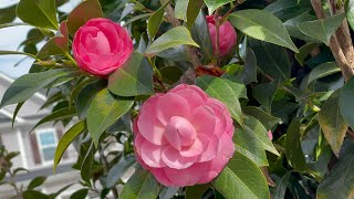 Correct THIS mistake if your Camellia plant is not bloomingMyhomegardenunlimited [upl. by Adile204]