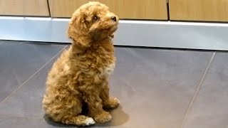 Cockapoo puppy training  1  recall command [upl. by Hoag243]