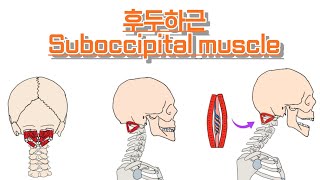 후두하근뒤통수 밑근육Suboccipital muscle 완전 정복 [upl. by Niko]