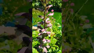 Acanthus mollis  Acanthe molle [upl. by Chic]