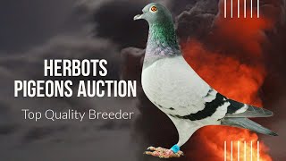 TopGroup of High Quality Racing Pigeons From Belgian Champion Bert Vanden Berghe In Herbot Auction [upl. by Gaidano]