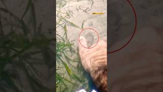 Pesca in Mare Con le Mani pescainmare seppia [upl. by Barber760]