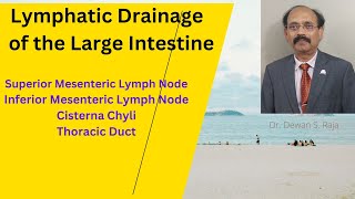 Lymphatic Drainage of the Large Intestine [upl. by Lenahc821]