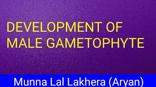 DEVELOPMENT OF MALE GAMETOPHYTE [upl. by Yrred697]