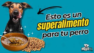 Lentejas para perros  Beneficios Nutritivos  3 Recetas para ofrecerlas [upl. by Einnalem723]