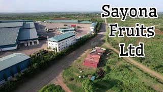 SAYONA FRUITS LTD  TANZANIA [upl. by Nivlad]