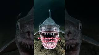 Why the Goblin Shark is One of the Rarest Sharks in the Worldquot [upl. by Aremahs645]