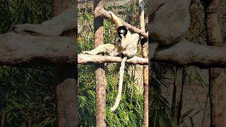 Crowned Sifaka lazing on a sunny afternoon [upl. by Neom]