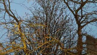 Pied wagtails roosting in kendal They are arguing amongst themselves for who sits where So cute [upl. by Truk]