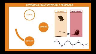 Feedforwardfeedback cicle [upl. by Eihs]