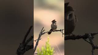 California Towhee Preening [upl. by Ived]