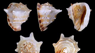 Gaumukhi  Panchjanya Shankh Madhyavarti Shankh Cassis Cornuta Info On This Rare Conch Shell 🐚 [upl. by Vitek480]