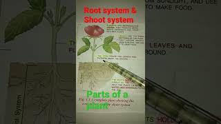 Parts of plant 1Root system amp 2 Shoot System [upl. by Gebler806]