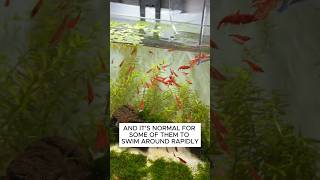 How To Setup A Walstad Method Cherry Shrimp Breeding Tank aquarium fishtank plantedtank [upl. by Ayo]