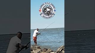 Terrible Moncholo pesquero bagres rios fishing suscribete shorts subscribe carnada [upl. by Lihcox]