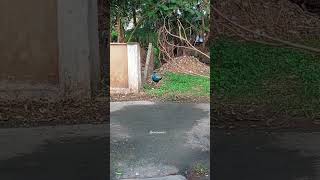 Ematha route porathu tamil nature ytshortsvideo tamilmusic sinchanlovers vadivelucomedy [upl. by Loris]