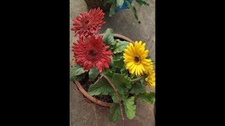 How to grow and care Gerbera plant in pot [upl. by Cinamod]