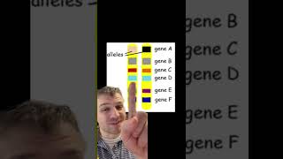 Genes vs Alleles [upl. by Akenahs]