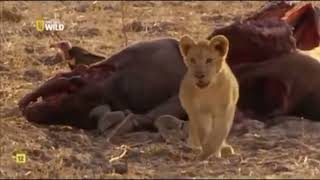 Grandes documentales Cazadores de África Desenlace de la historia del inadaptado [upl. by Antoinette]