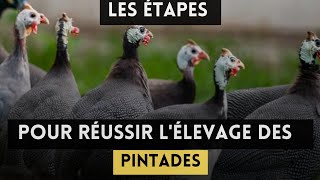 les étapes importantes pour réussir lélevage des pintades [upl. by Krystal]