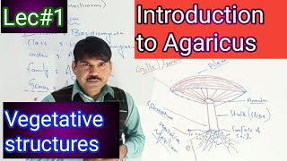 introduction to Agaricus [upl. by Green]