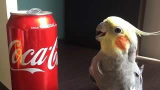 Funny Parrots Going Crazy  Cutest Parrots Compilation 2020 2 [upl. by Naoma148]