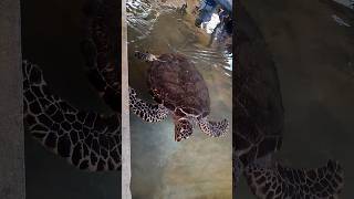 Kosgoda  Sea turtle hatchery 🐢  Sri lanka shorts ytshorts timetotravel [upl. by Oluas618]