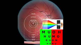 Retina 9  Mácula e Teste Bicromático [upl. by Orrin]