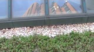 Best Green Roofs in NYC [upl. by Ynohtnael]