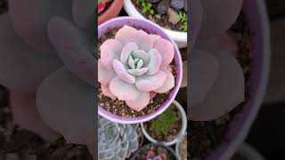 Hermosa ECHEVERIA Cream Tea [upl. by Skippy]