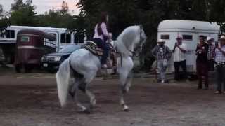 EXHIBICION DE UN CABALLOS PASO COSTA RICENSE E IBERO  CORDOVA PRODUCCION HD 720p Video Sharing [upl. by Ailekat571]