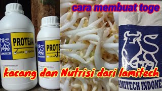 kacang wakema lamitech dg Nutrisi protein lamitech  how to make sprouts [upl. by Mollie]