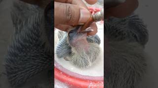 Extra baby care💊 pigeon pigeonracing kalapati güvercin kabootar pigeoncare merpati birds [upl. by Yclehc]