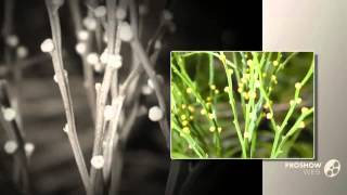 Psilotum  garden plants [upl. by Arria]