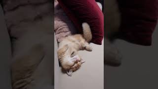 Cute Cats amp Funny Cats 💫💫💖cats shorts viral pets2 [upl. by Tavish]