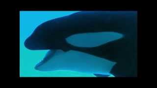 Kasatka and Takara Separation at SeaWorld [upl. by Hafinah]