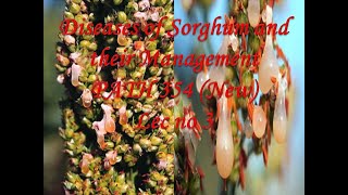 Diseases of Sorghum and their Management PATH 354 New Lec no 3 [upl. by Nnanaej640]