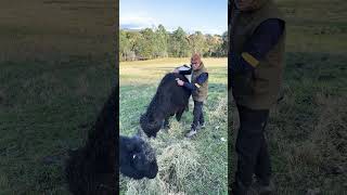 My Belted Galloway bull Tex beltedgalloway smallfarmlife [upl. by Bakki]