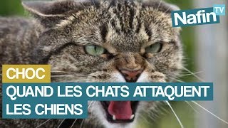 Quand les chats attaquent les chiens [upl. by Lledroc490]