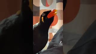 Daisy the Mynah Bird would like you to enjoy 15 minutes of her talking nonsense [upl. by Nahaj]