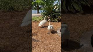 Swans “Talking” and Honking Lake Eola Park in Orlando Florida 🦢☀️ Swan Birds Shorts [upl. by Rianon]