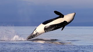 See how a killer whale takes down a great white shark [upl. by Dloreg]