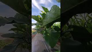 Eggplant 🍆🍆 farming garden biougra agriculture benmouloud ia cover arabic song love [upl. by Yttiy]