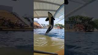 Orca show  Tenerife  Loro parque [upl. by Solotsopa52]