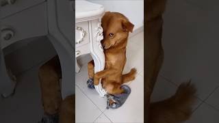 Funny dog funny video episode 95 [upl. by Schwinn]