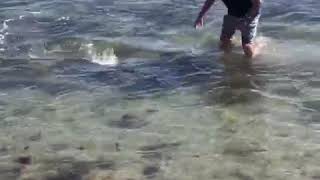 Man catches tuna with bare hands at the beach raw video [upl. by Nonek]