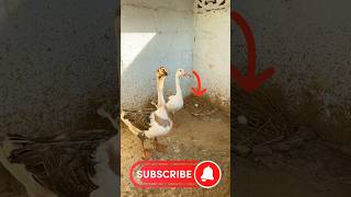 Ducks 🦆Kay cage main bhi nest🪺Anda🥚 kab ayega❓😔 viralvideo minivlog ducks birds [upl. by Yrellih]