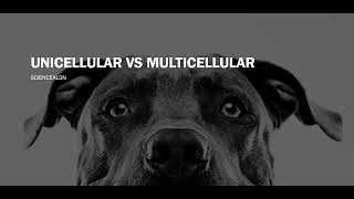 CELL BIOLOGY Unicellular VS Multicellular [upl. by Otreblide]