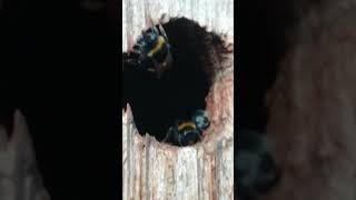 Hummeln bauen ihr Nest im Vogelnistkasten Insekt Insekten 😁Hummel bumble bee [upl. by Thor]