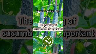 The pruning of cucumbers is important shortvideo plants youtubeshorts viralvideo video [upl. by Beutner]